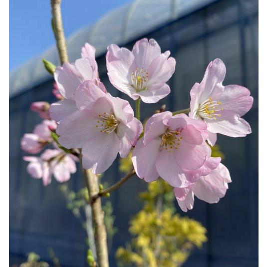 さくらの木 桜の木 桜の苗木 桜の花 神代曙桜（4寸ポット植え）：ジンダイアケボノ