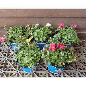 サンちゅらか キャンディーブーケ 5種セット ポーチュラカ Z 日本花卉ガーデンセンターyahoo 店 通販 Yahoo ショッピング