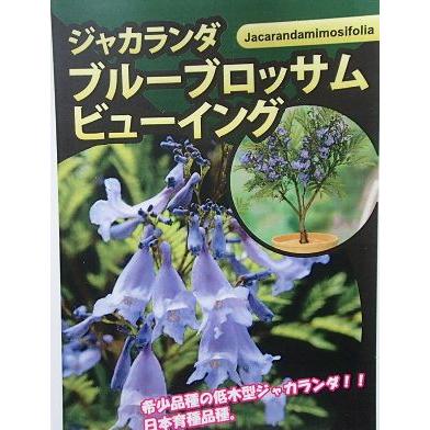 　矮性ジャカランダ ブルーブロッサム ビューイング　 楽天市場】矮性ジャカランダ 【ブルーブロッサムビューイング】 ポット