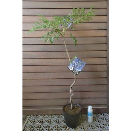 矮性ジャカランダ ブルーブロッサムビューイング 写真は蕾付きですが 蕾付き販売ではありません Z 日本花卉ガーデンセンターyahoo 店 通販 Yahoo ショッピング