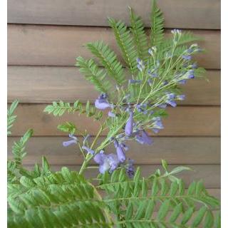 矮性ジャカランダ ブルーブロッサムビューイング 写真は蕾付きですが 蕾付き販売ではありません Z 日本花卉ガーデンセンターyahoo 店 通販 Yahoo ショッピング