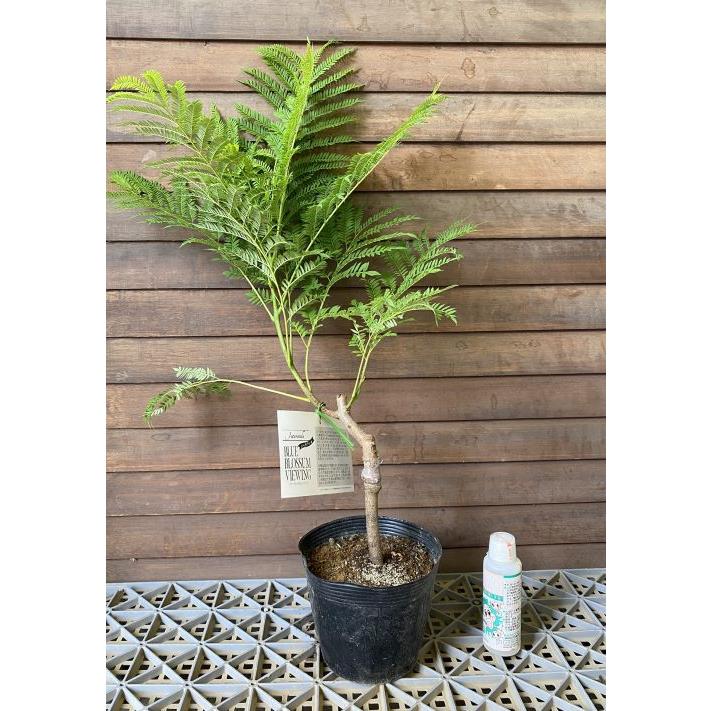 矮性ジャカランダ ブルーブロッサムビューイング ＊写真は蕾付きですが