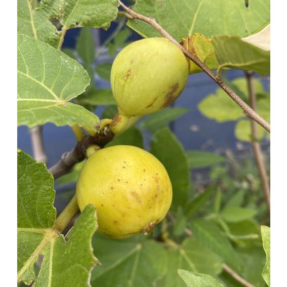 カドタ 無花果 6寸鉢植え イチジク いちじく ：果樹苗 爆買 : 日本花卉