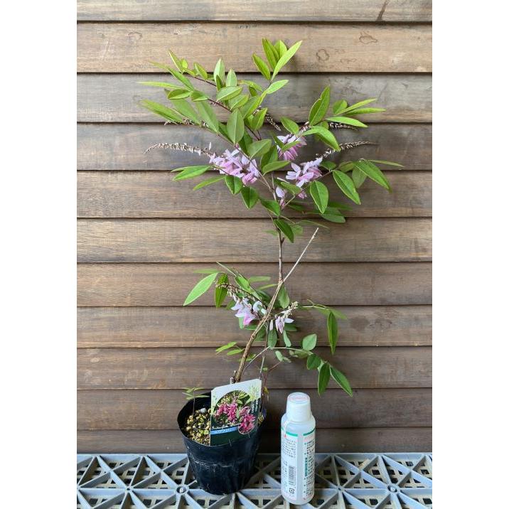 庭藤（ニワフジ） 赤花系 3寸ポット植え 淡いピンク色の花の場合もある