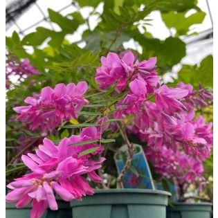 庭藤（ニワフジ） 赤花系 3寸ポット植え 淡いピンク色の花の場合もある