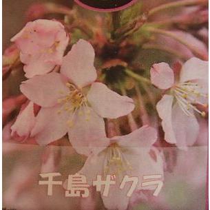 桜の木 桜の苗木 桜の花 チシマザクラ（千島桜） 苗木 さくら 苗