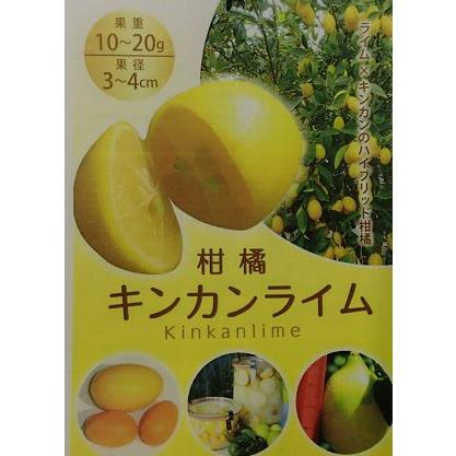 キンカンライム：果樹苗 柑橘苗 苗木 接木 苗 みかん ライム : 日本 