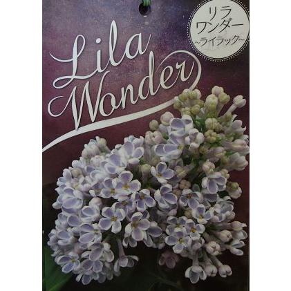 ライラック リラワンダー 4寸ポット植え 花付きではありません Z 日本花卉ガーデンセンターyahoo 店 通販 Yahoo ショッピング