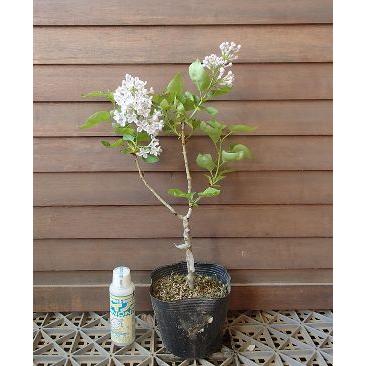 ライラック （リラワンダー） ＊4寸ポット植え＊花付きではありません