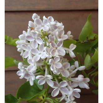 ライラック （リラワンダー） ＊4寸ポット植え＊花付きではありません
