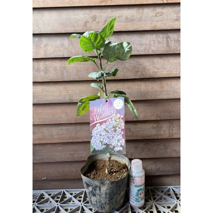 ライラック （リラワンダー） ＊4寸ポット植え＊花付きではありません 