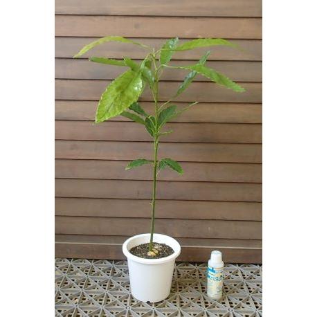 アボカド 実生苗（5寸鉢植え） ＊樹高20〜30センチ程度 ：熱帯果樹苗