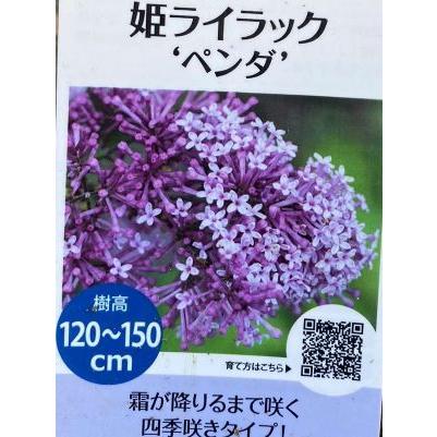 姫ライラック（ペンダ） PVP 5寸鉢植え 樹高15センチ程度 爆買 : 日本