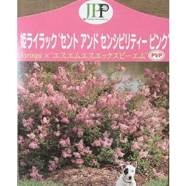 姫ライラック セントアンドセンシビリティー ピンク Z 日本花卉ガーデンセンターyahoo 店 通販 Yahoo ショッピング