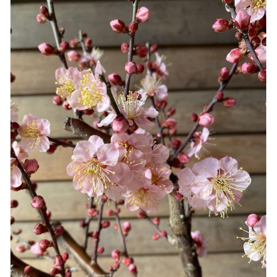 盆栽風花梅(紅冬至梅) 花梅 苗木 梅の木 梅の花 6寸鉢植え 盆栽風花梅(紅冬至梅) 花梅 苗木 梅の木 梅の花 6寸鉢植え
