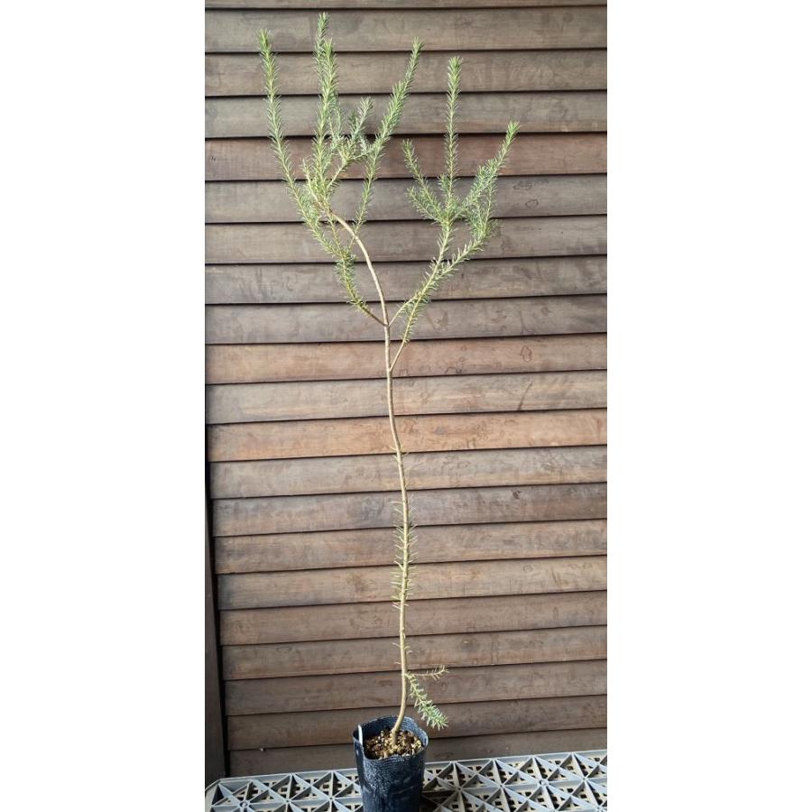 バンクシア エリシフォーリア 4寸ポット苗 （ヒースバンクシア