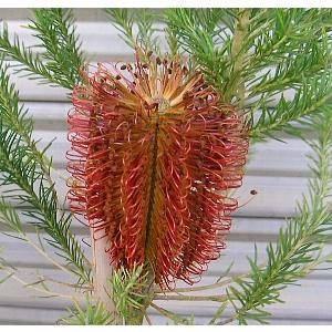 バンクシア エリシフォーリア 3寸ポット苗 （ヒースバンクシア