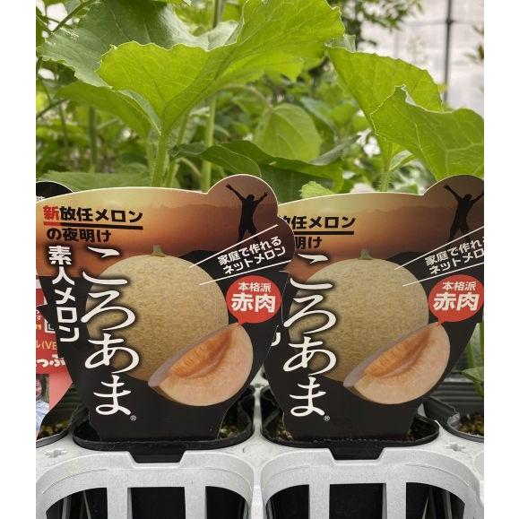4月中旬以降発送予定】 素人メロン ころあま 2ポット 野菜 苗 珍しい
