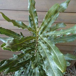 マカダミアナッツ 7寸鉢植え ：熱帯果樹苗 樹高80〜100センチ程度
