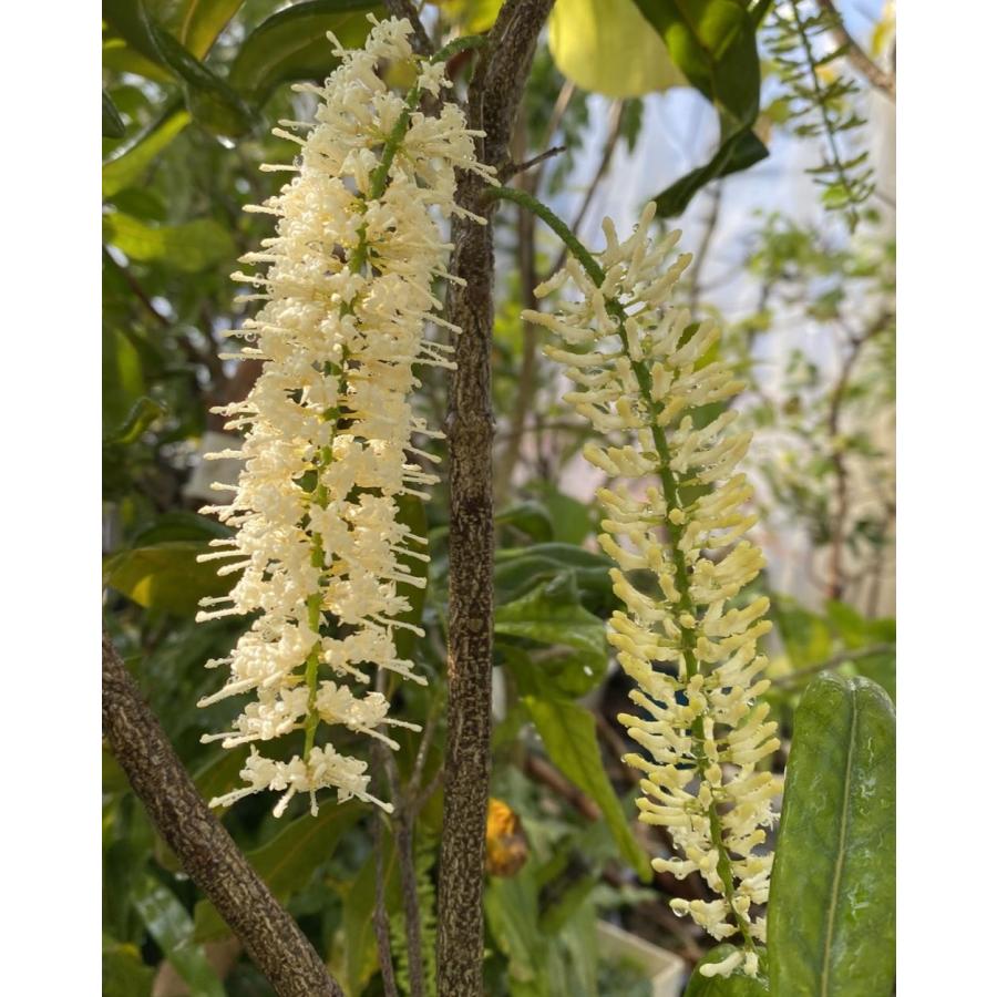 激レア熱帯果樹　大株3セット マカダミアナッツ 7寸鉢植え ：熱帯果樹苗 樹高80〜100センチ程度