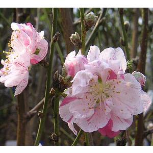 大株 6寸鉢】 源平桃：花桃 苗木 苗 爆買 : 日本花卉ガーデンセンター