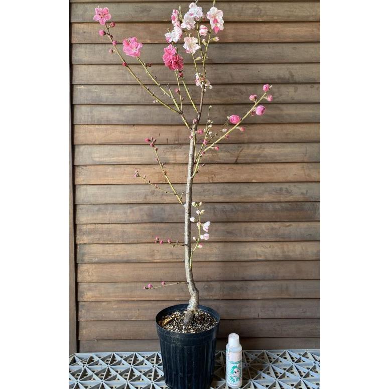大株 6寸鉢】 源平桃：花桃 苗木 苗 爆買 : 日本花卉ガーデンセンター