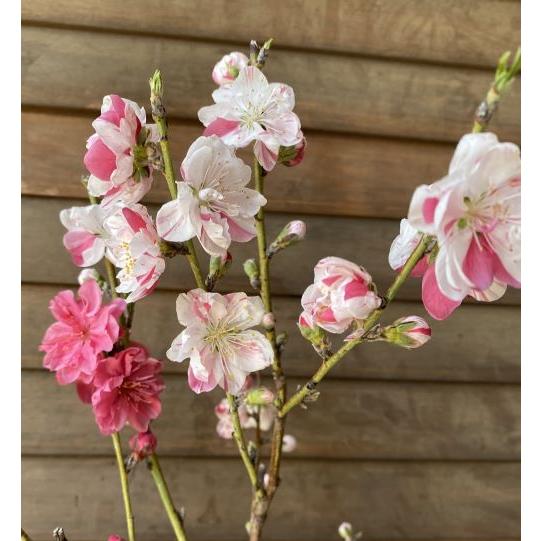 大株 6寸鉢】 源平桃：花桃 苗木 苗 爆買 : 日本花卉ガーデンセンター