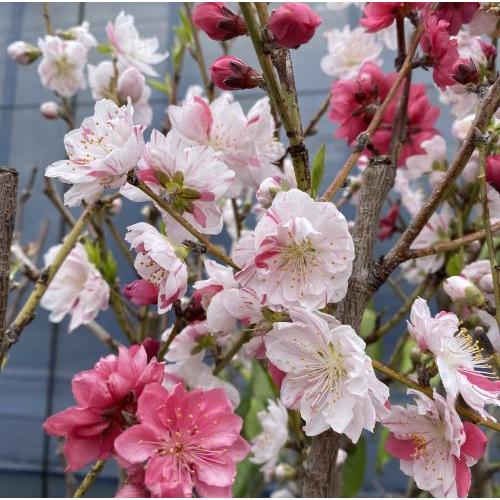 大株 6寸鉢】 源平桃：花桃 苗木 苗 爆買 : 日本花卉ガーデンセンター
