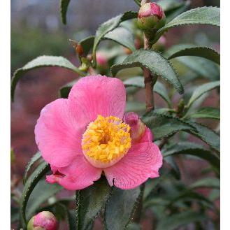 大株 現品 ヤスリ葉（銀葉）：椿（ツバキ） 5寸鉢植え : 日本花卉