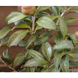 大株 現品 ヤスリ葉（銀葉）：椿（ツバキ） 5寸鉢植え : 日本花卉