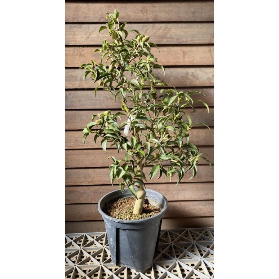 大株 現品 ヤスリ葉（銀葉）：椿（ツバキ） 5寸鉢植え : 日本花卉