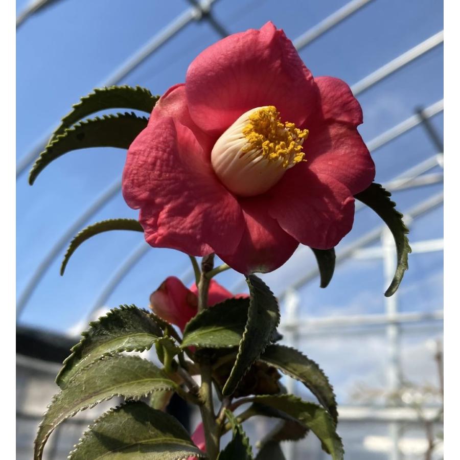 大株 現品 ヤスリ葉（銀葉）：椿（ツバキ） 5寸鉢植え : 日本花卉