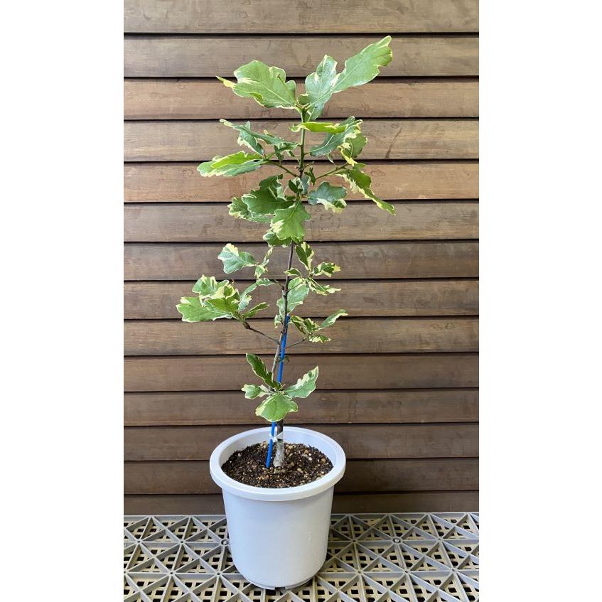 イギリスナラ アルゲンテオマルギナータ （ヨーロッパナラ