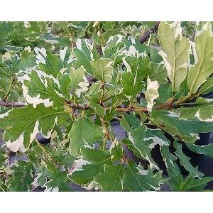 イギリスナラ　苗木　ヨーロッパナラ　アルゲンテオマルギナータ　斑入りドングリ f091179c31a4dd672bcaad13649c98