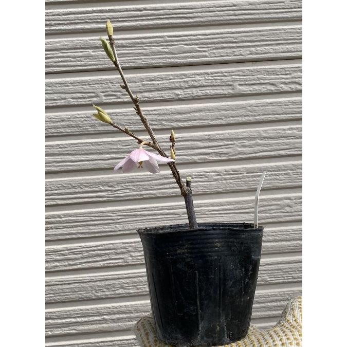 エゴノキ メリオデンドロン ロゼア ポット植え 苗 苗木 ピンクエゴノキ