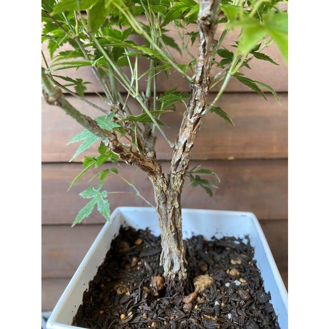 モミジ 一才錦 紅葉 4寸スクエア鉢植え : 日本花卉ガーデンセンター