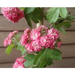 八重咲き紅花サンザシ（メイフラワー）＊花付きとは限りません