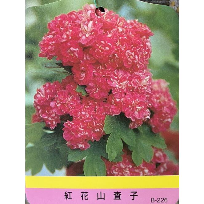 八重咲き紅花サンザシ（メイフラワー）＊花付きとは限りません