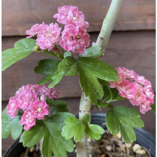 八重咲き紅花サンザシ（メイフラワー）＊花付きとは限りません