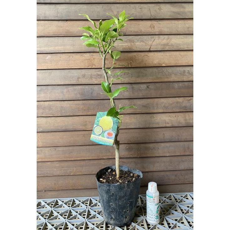 国産ベルガモットオレンジ☆香りが強い露地栽培　約4kg ✨送料込み 【A品】 4 国産ベルガモットオレンジ果実香りが強い露地栽培約:9kgA品（一部B