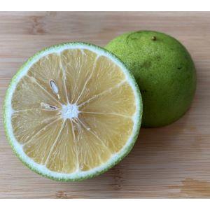 ベルガモット柑橘大苗木　レモンの横に♪ ベルガモット柑橘大苗木 レモンの横に♪ ベルガモット柑橘大苗木