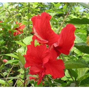 一部予約販売 鉢植え ハイビスカス レッドフラミンゴ