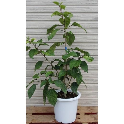 iskts ハイビスカス 苗木 レッドフラミンゴ Ｐ 複数 蕾み付き iskts様専用 ハイビスカス 苗木 レッドフラミンゴ P 複数 蕾み付き