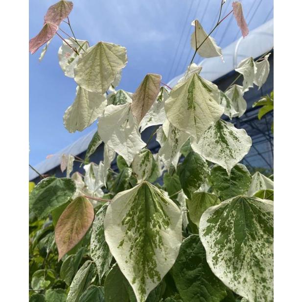 アメリカハナズオウ（フローティングクラウド）樹高約120㎝送料込み 安心現品発送 アメリカハナズオウ（フローティングクラウド）樹高約120㎝送料込み