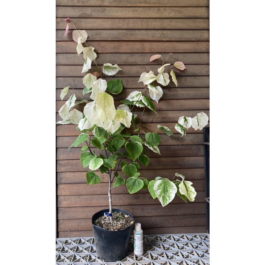 ハナズオウ シルバークラウド 接ぎ木 （斑入り葉 花蘇芳） : 日本花卉
