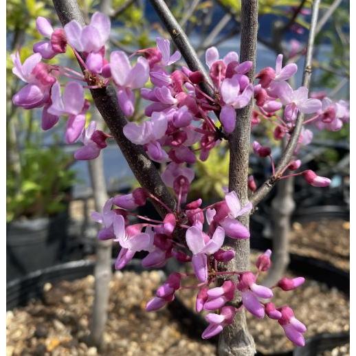 ハナズオウ シルバークラウド 接ぎ木 （斑入り葉 花蘇芳） : 日本花卉
