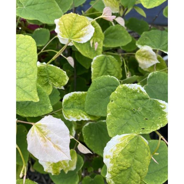 ハナズオウ シルバークラウド 接ぎ木 （斑入り葉 花蘇芳） : 日本花卉