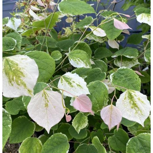 ハナズオウ シルバークラウド 接ぎ木 （斑入り葉 花蘇芳） : 日本花卉