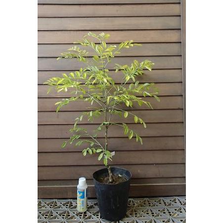 エンジュ（槐）：赤花（桃花） : 日本花卉ガーデンセンターYahoo!店