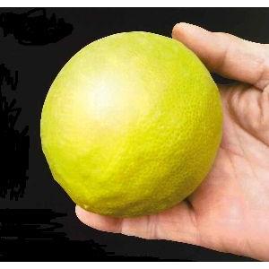 実付き ジャンボレモン ポンテローザ（5寸鉢植え）：果樹苗 : 日本花卉